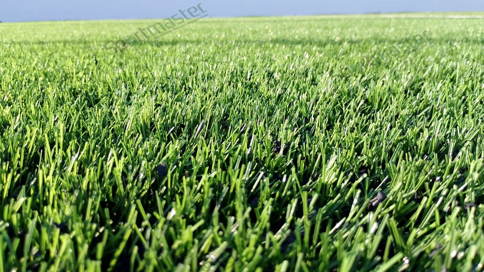 Cancha de fútbol rápido con pasto sintético en Universidad La Salle, Ciudad Victoria, Tamaulipas: detalle de la fibra del pasto sintético